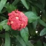 Ixora chinensis Flors