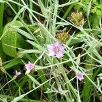 Xeranthemum cylindraceum Kukka