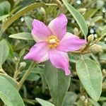 Lagunaria patersonia ᱵᱟᱦᱟ