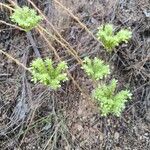 Petrosedum sediformeFlower