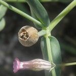Silene behen Fula
