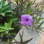 Ruellia simplex Floro