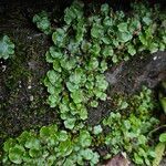 Chrysosplenium oppositifoliumHabit