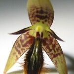 Bulbophyllum schinzianum Blomst