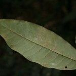 Virola michelii Hoja