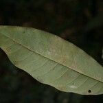 Virola michelii Leaf