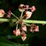 Ayenia aculeata Other