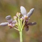 Iberis linifolia Fula