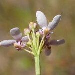 Iberis linifolia Fiore