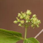 Strychnos spinosa Blüte