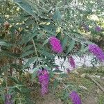 Buddleja davidiiКветка