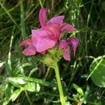 Pedicularis pyrenaica Flower