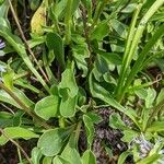 Globularia trichosantha Leaf