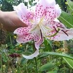 Lilium kelloggii Flower