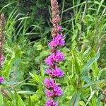 Lythrum virgatum Flower