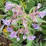 Borago officinalisÕis