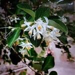 Styrax officinalisFiore