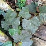 Rhoicissus tomentosa Leaf