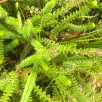 Erica tetralix Hoja