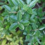 Ilex vomitoria List