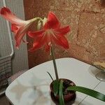 Hippeastrum puniceum 花