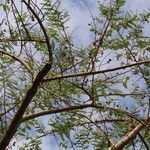 Aeschynomene elaphroxylon आदत