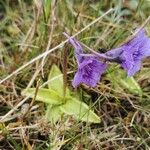 Pinguicula grandiflora Fula