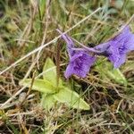 Pinguicula grandiflora Кветка