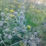 Eryngium planum Levél