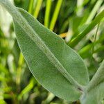 Lychnis flos-jovis Leaf