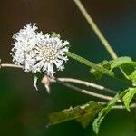 Melanthera nivea Blomma