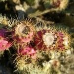 Opuntia oricola Fruit