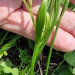 Gagea fragifera 樹皮