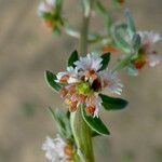 Reseda phyteuma Blodyn