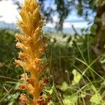 Orobanche alsatica Blad