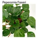 Peperomia albovittata Ліст