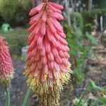 Kniphofia × praecox Flower