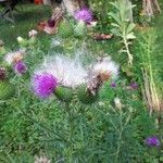 Cirsium vulgareКвітка