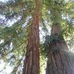 Sequoia sempervirens Habitat