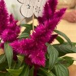 Celosia argenteaBlomst