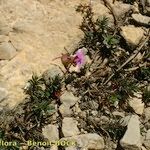 Viola cazorlensis Habitat