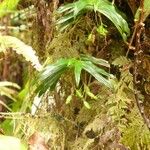 Angraecum obversifolium Habitat