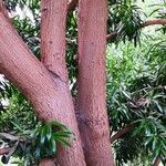 Podocarpus latifolius Συνήθη χαρακτηριστικά