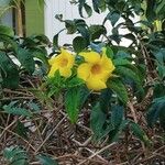 Allamanda cathartica Žiedas