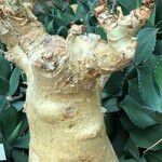 Cyphostemma currorii Vivejo