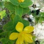 Hypericum hircinum Vrucht