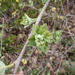 Rhus aromatica Hoja