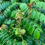 Caesalpinia bonduc برگ