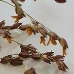 Panicum coloratum Blüte