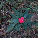 Impatiens wallerianaFlower